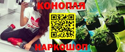 сатива Шахты